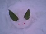 雪兔子1