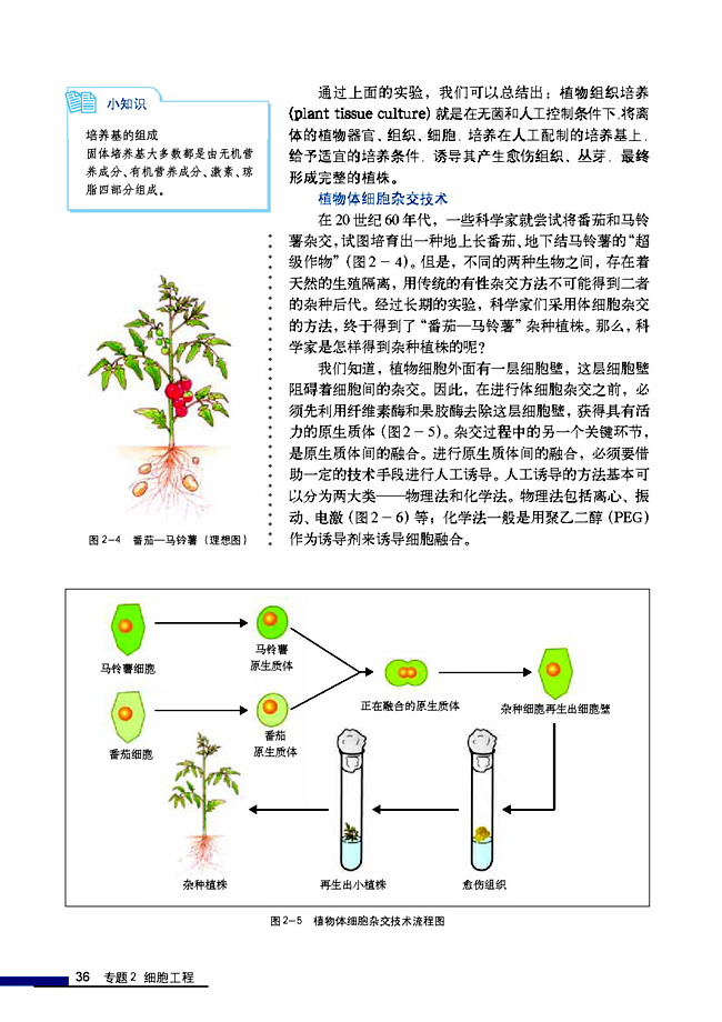 土豆融合