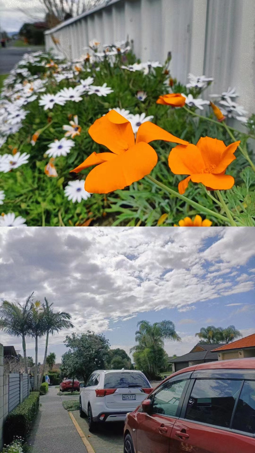 不知名的花和不够蓝的天空