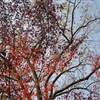 P1010042JPG