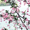赤い桜