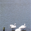 白鳥の二