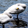 白鳥の三