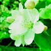 桜の一