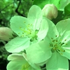 桜の三