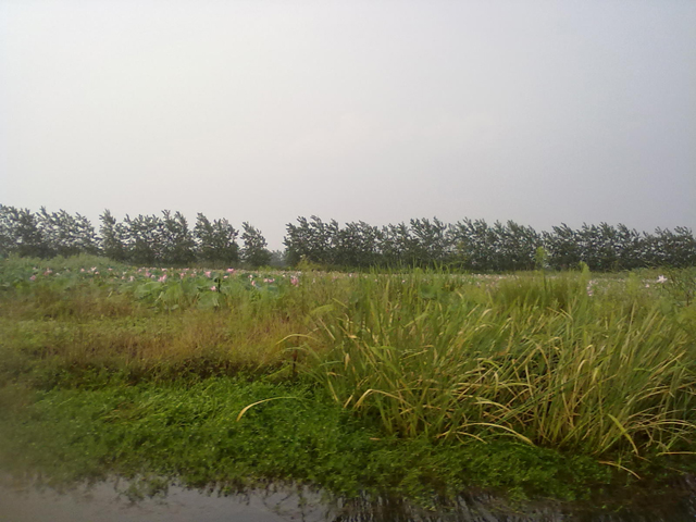 湿地4