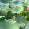 20100816143jpg