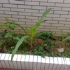 21032010043jpg