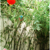 DSC06893png