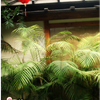 DSC06894png