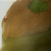 4Bjpg